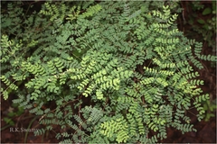 Mimosa prainiana